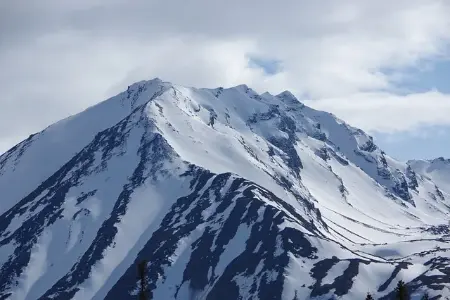 雪后松林