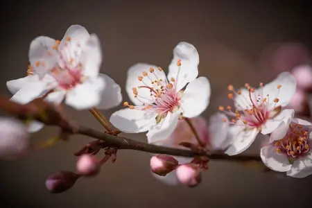 青石